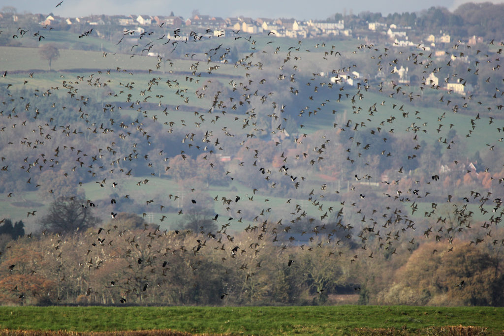 Golden plover & lapwings