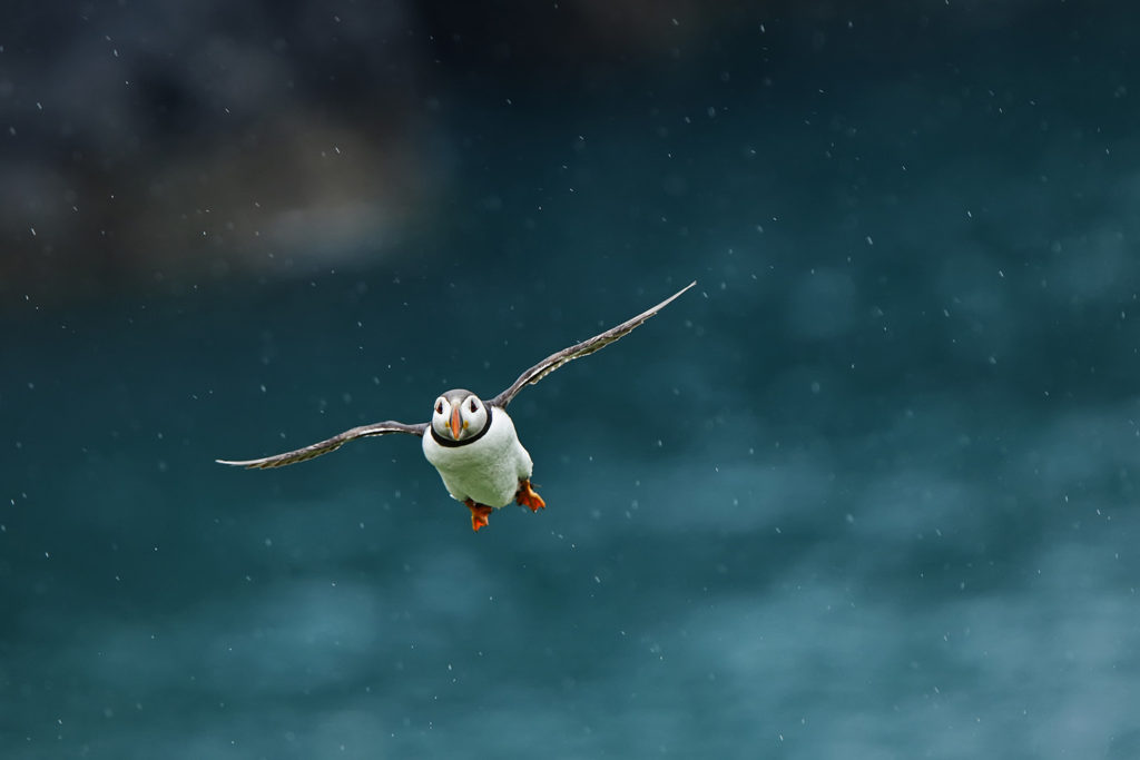 Puffin