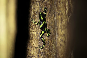 Black and green dart frog (Costa Rica)