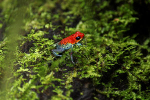 Blue jeans dart frog (Costa Rica)