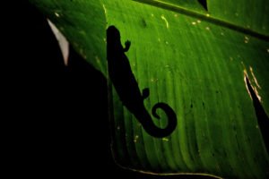 Salamander shadow (Costa Rica)