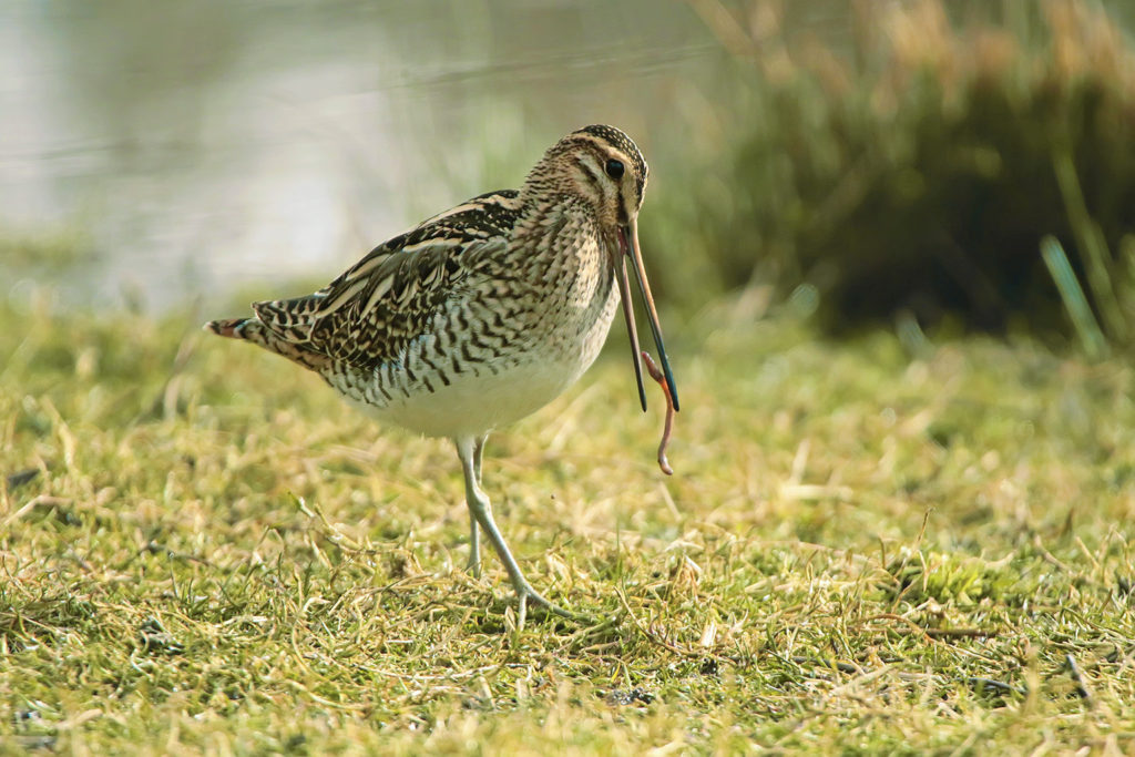 Common snipe