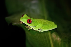 Red-eyed tree frog (Costa Rica)