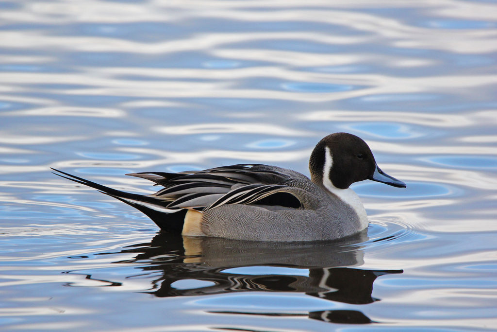 Pintail