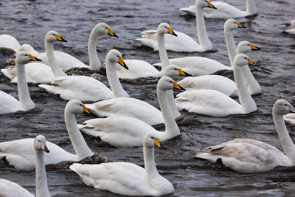 Bewick's swans