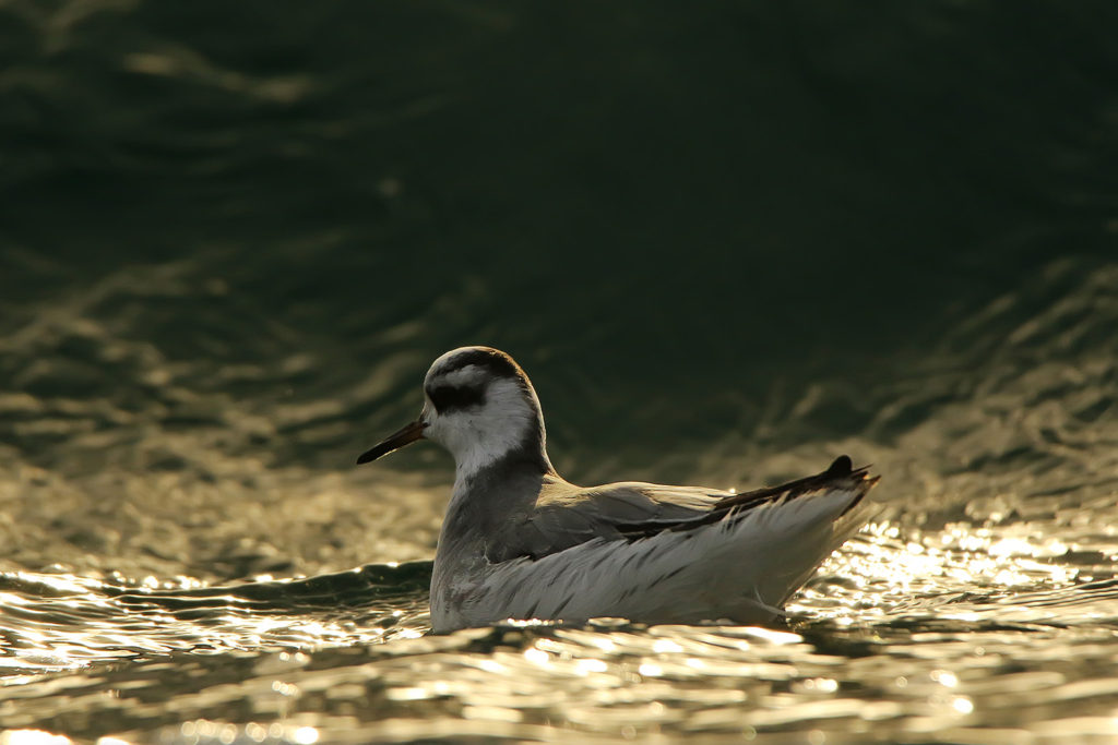 Grey phalarope