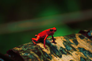 Strawberry dart drog (Costa Rica)