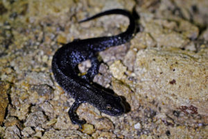 Great crested newt (UK)