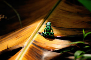Green and black dart frog (Costa Rica)