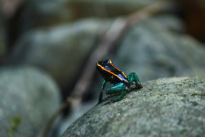 Golfo dulce dart frog (Costa Rica)
