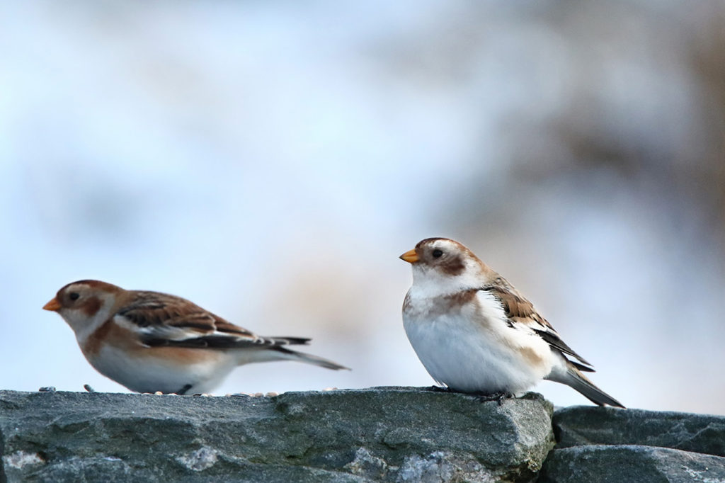 Snow bunting