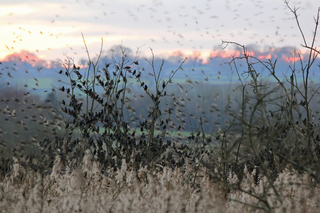 Starlings