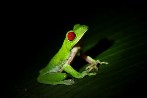 Red-eyed tree frog (Costa Rica)