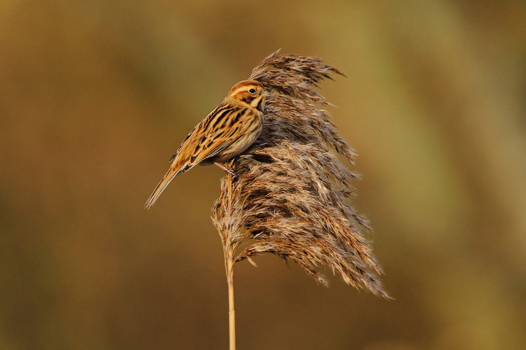 Reed bunting