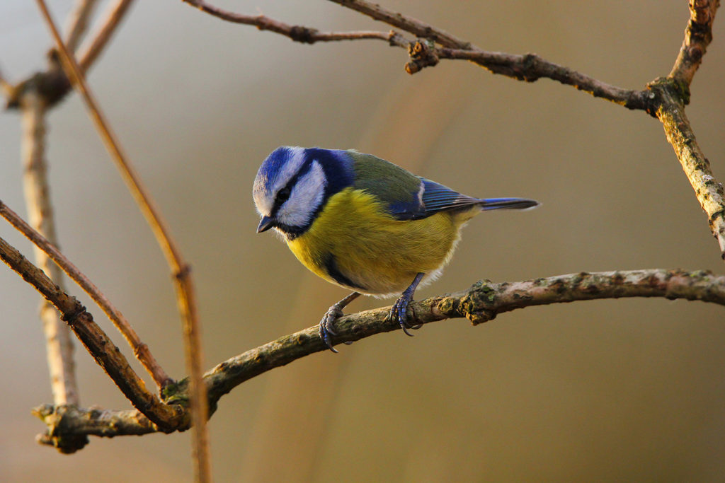 Blue tit