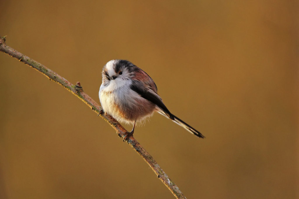 Long-tailed tit