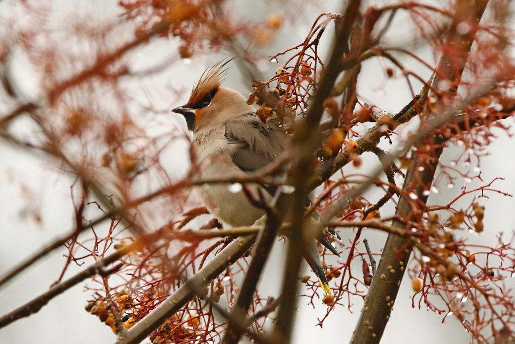 Waxwing