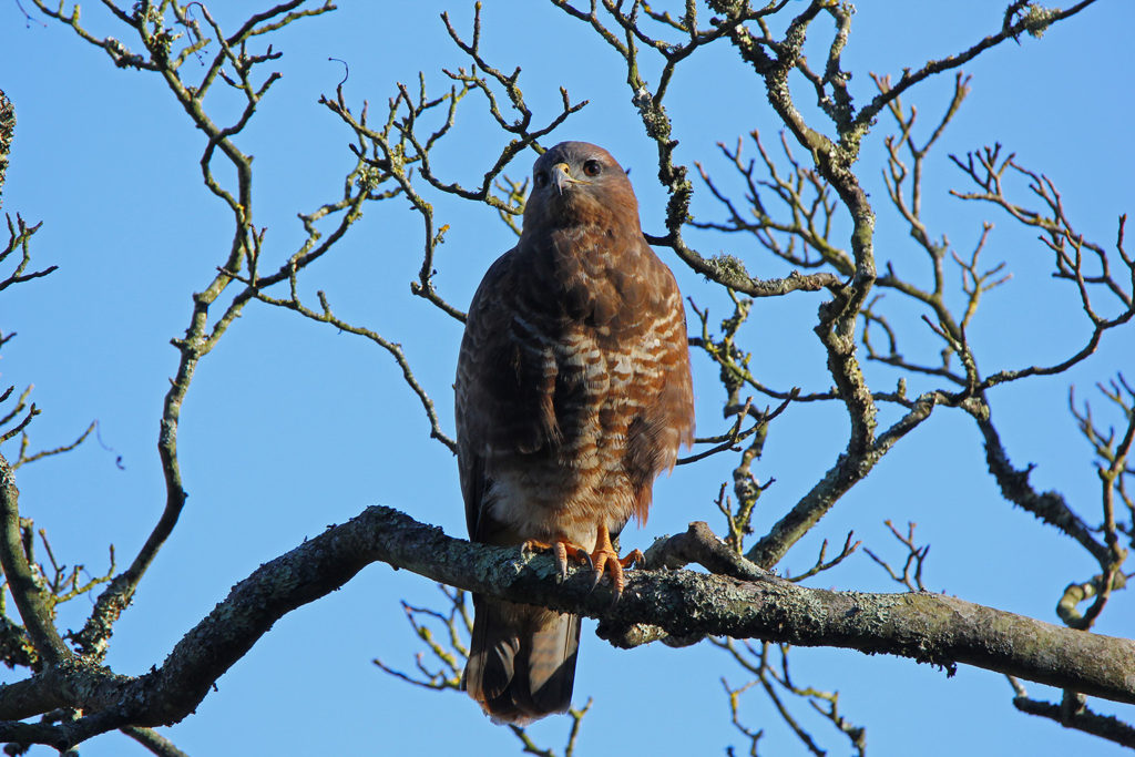 Buzzard