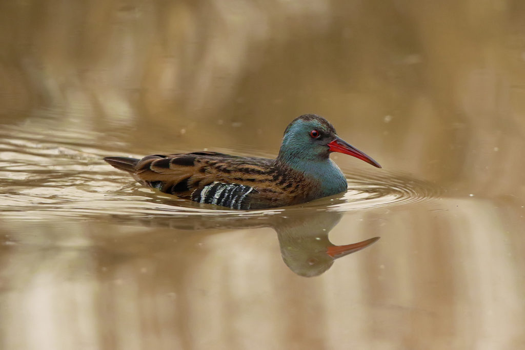 Water rail