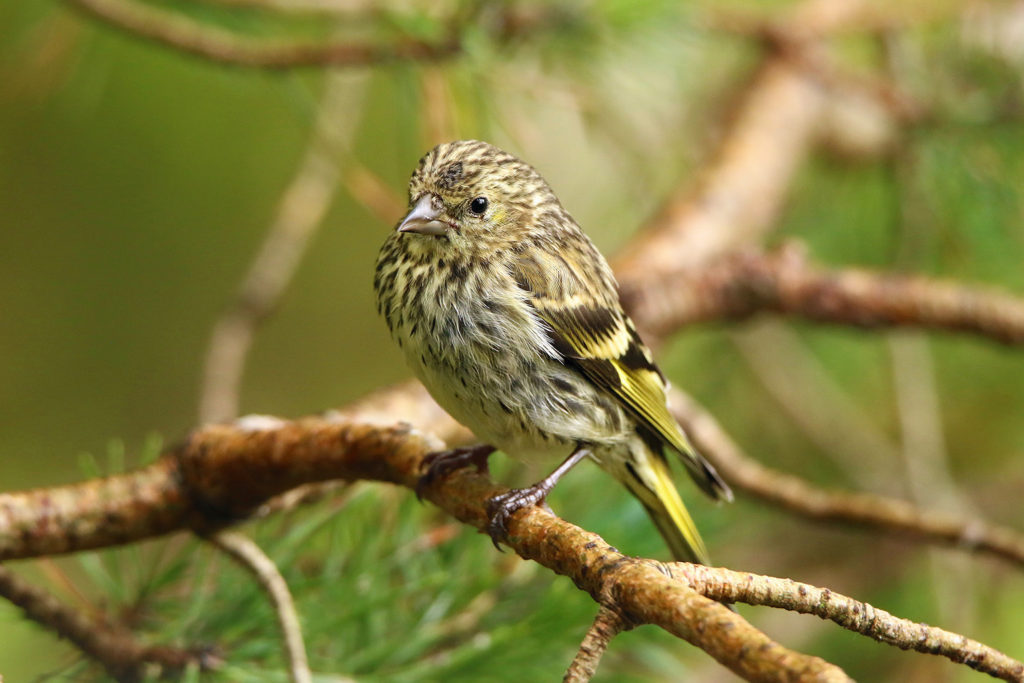 Siskin