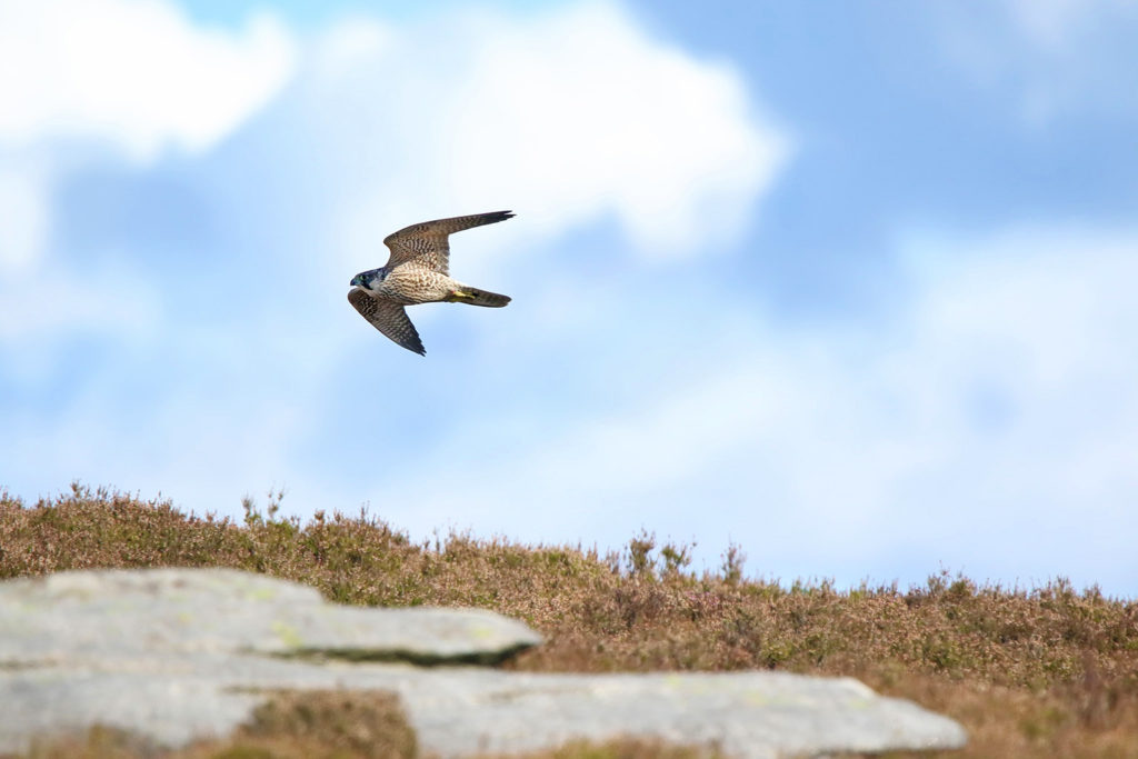 Peregrine