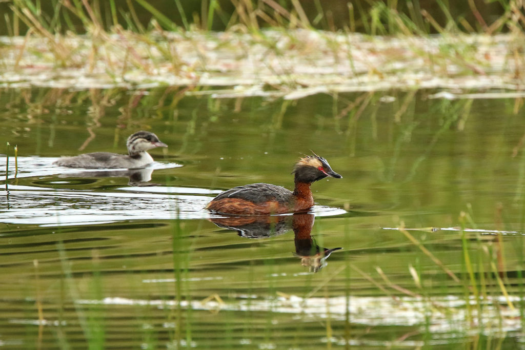 Black-necked grebe