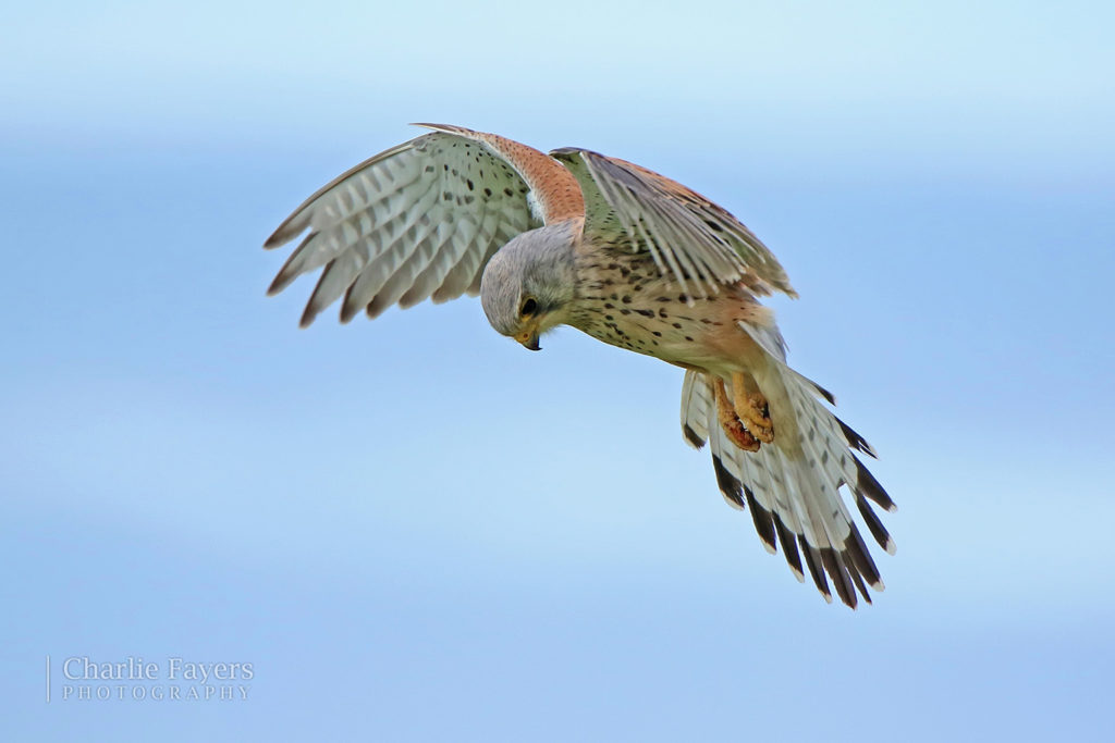 Kestrel