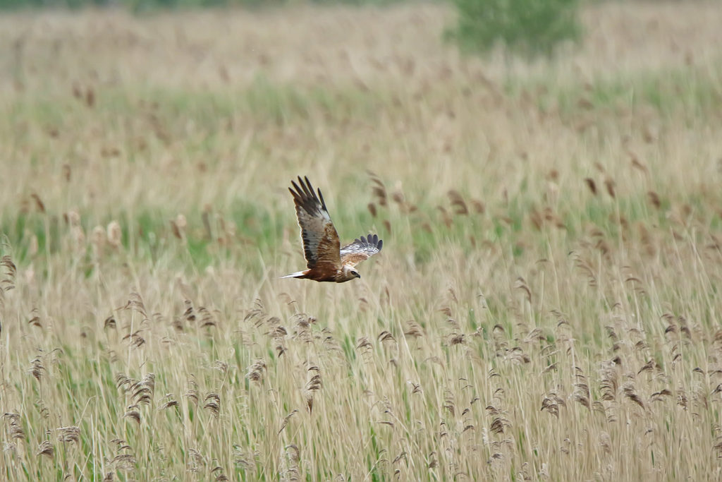 Marsh harrier