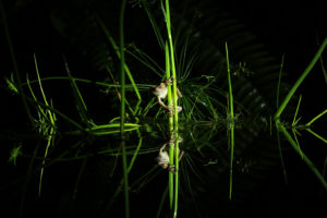 Frog reflection (Australia)
