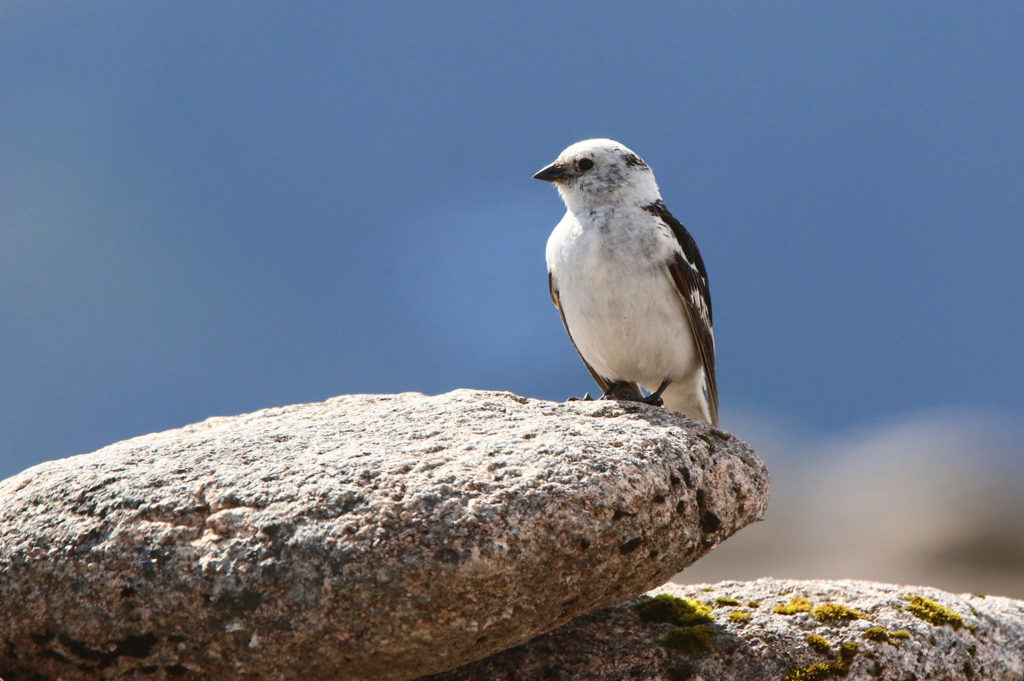 Snow bunting