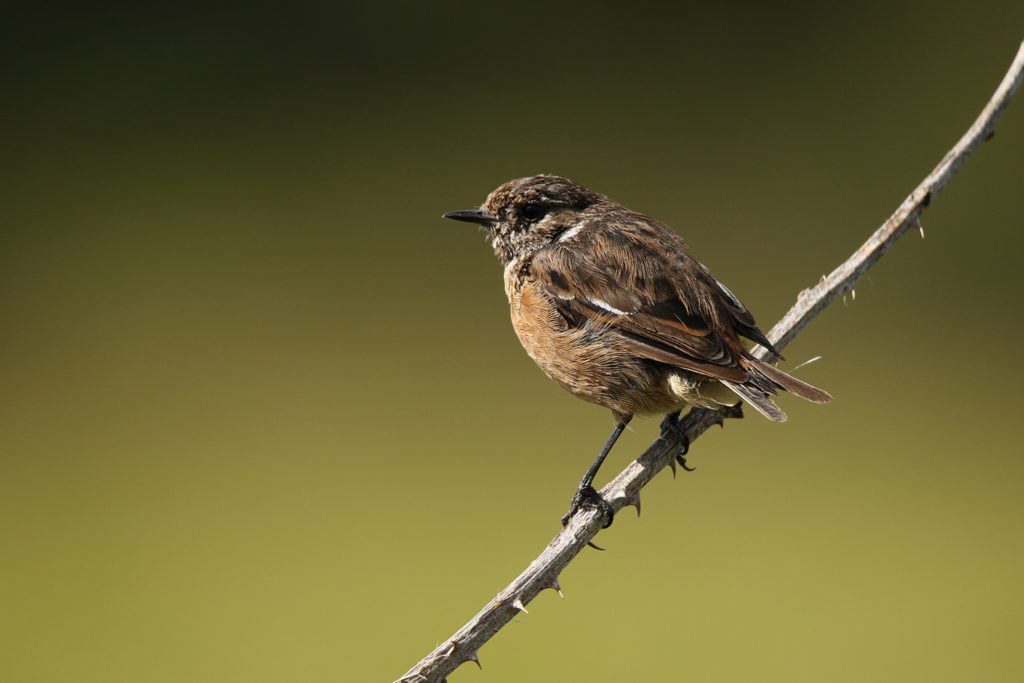 Stonechat