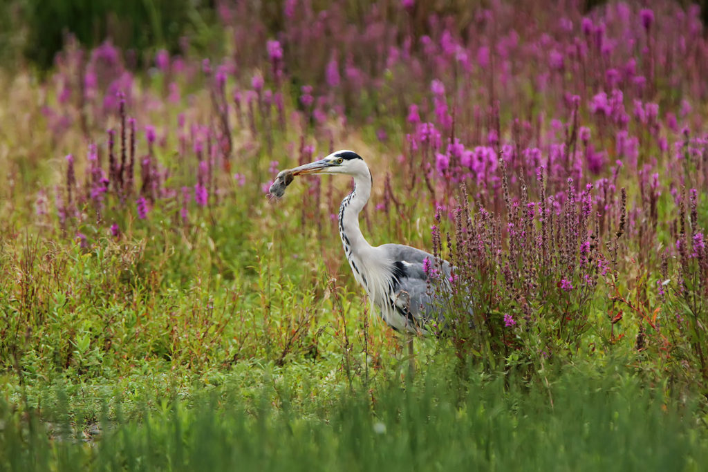 Grey heron