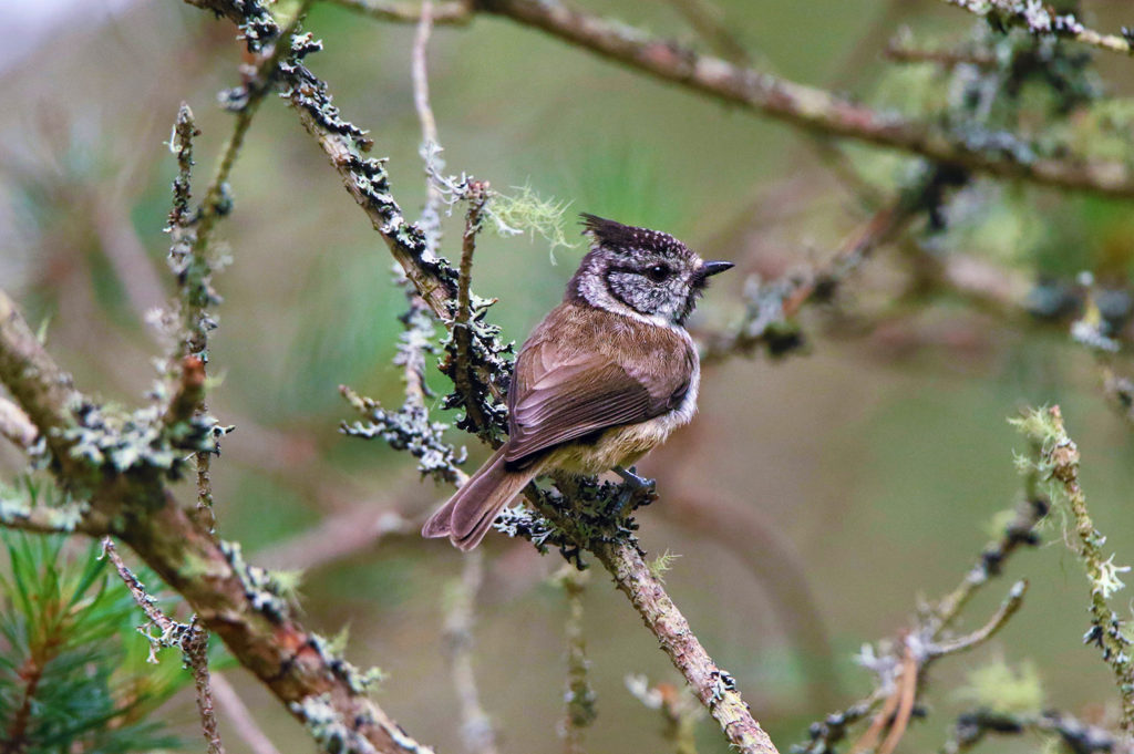 Crested tit