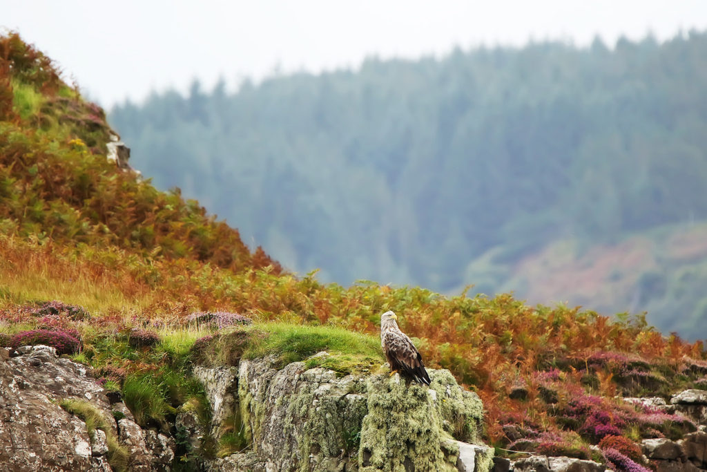 White-tailed eagle