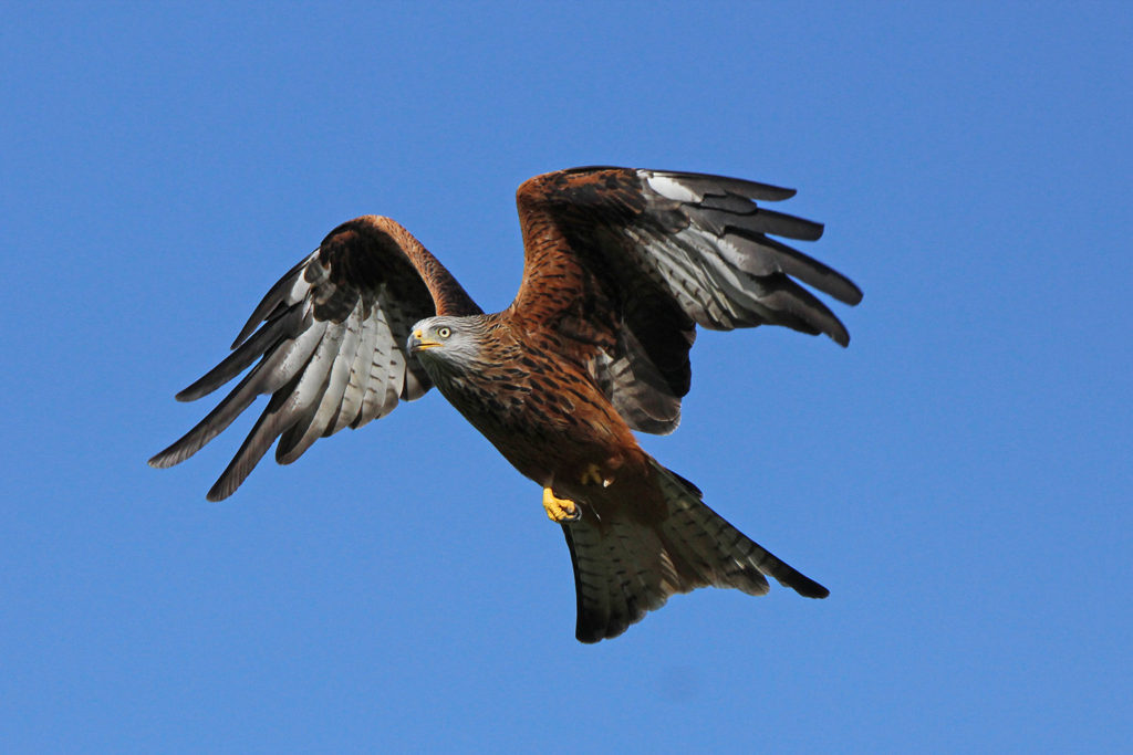 Red kite