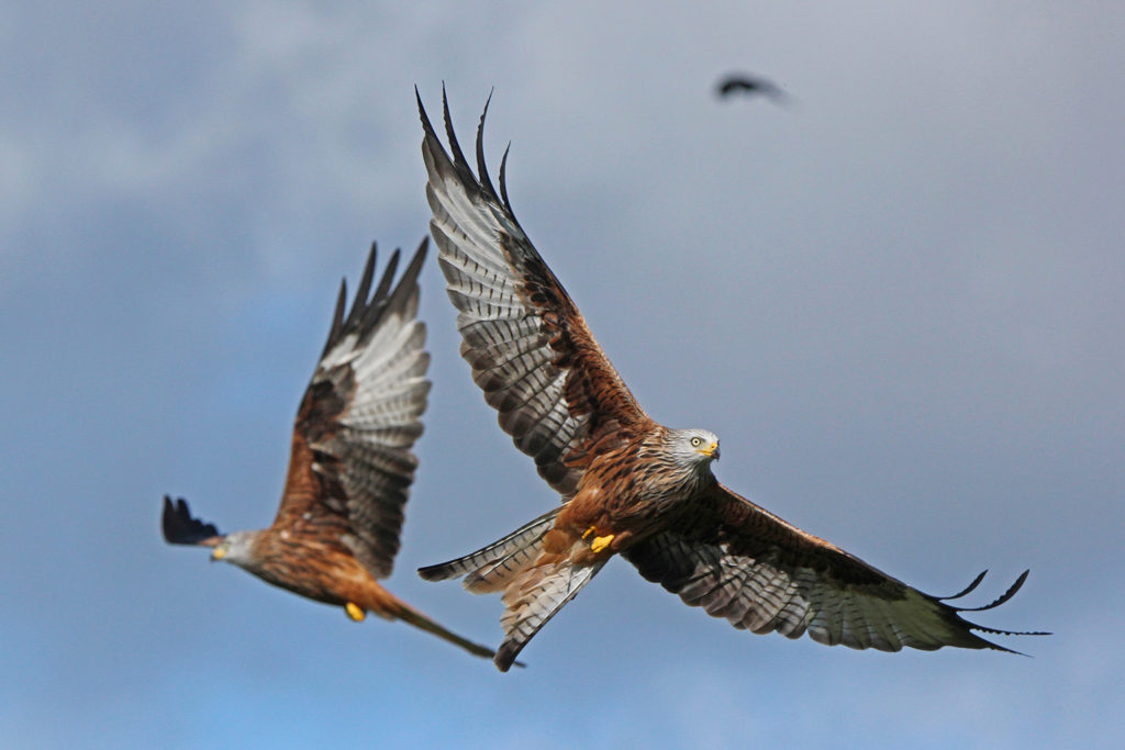 Red kite