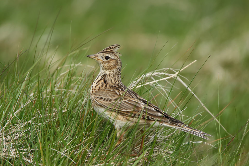 Skylark