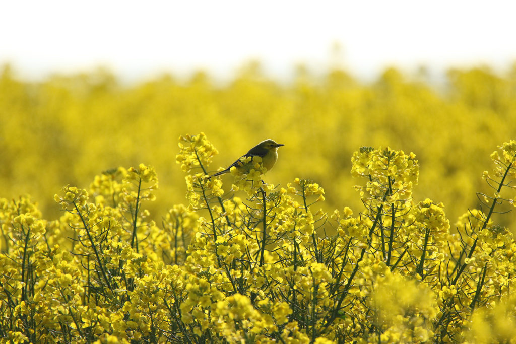 Yellow wagtail