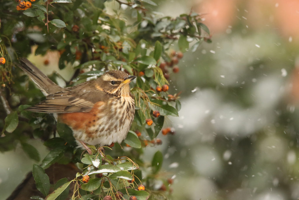 Redwing