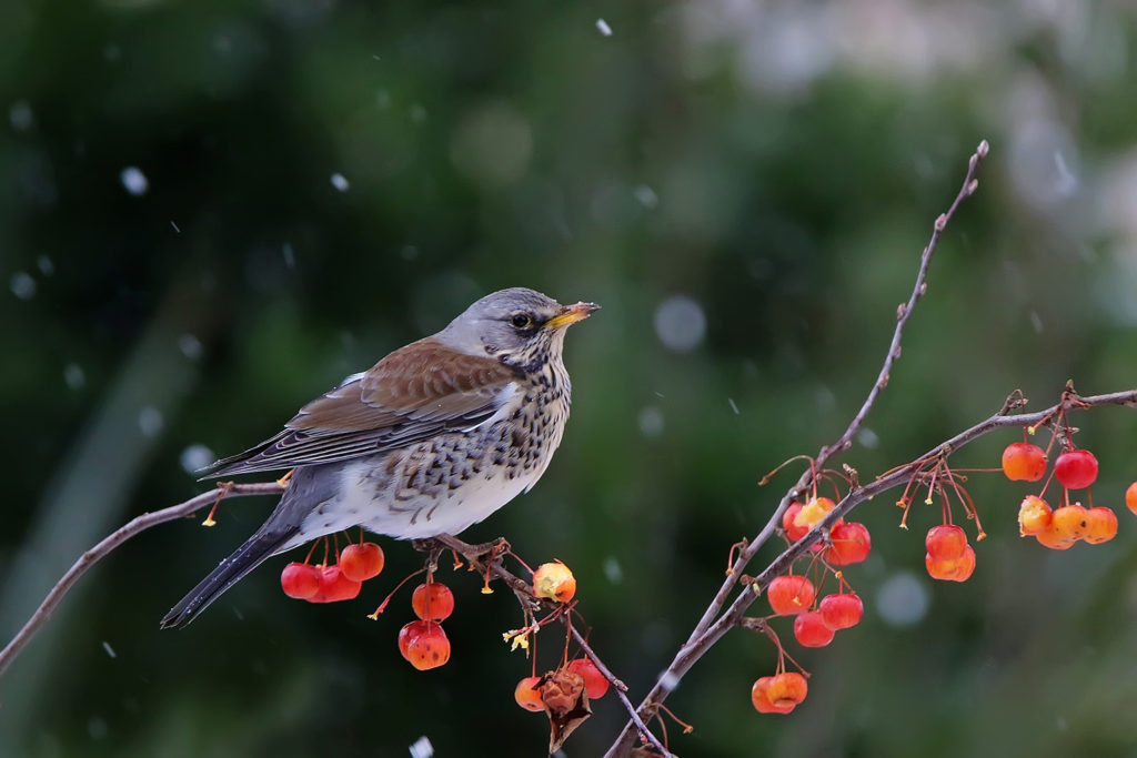 Fieldfare