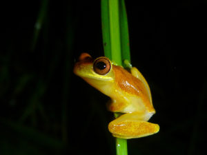 Hourglass frog (Costa Rica)