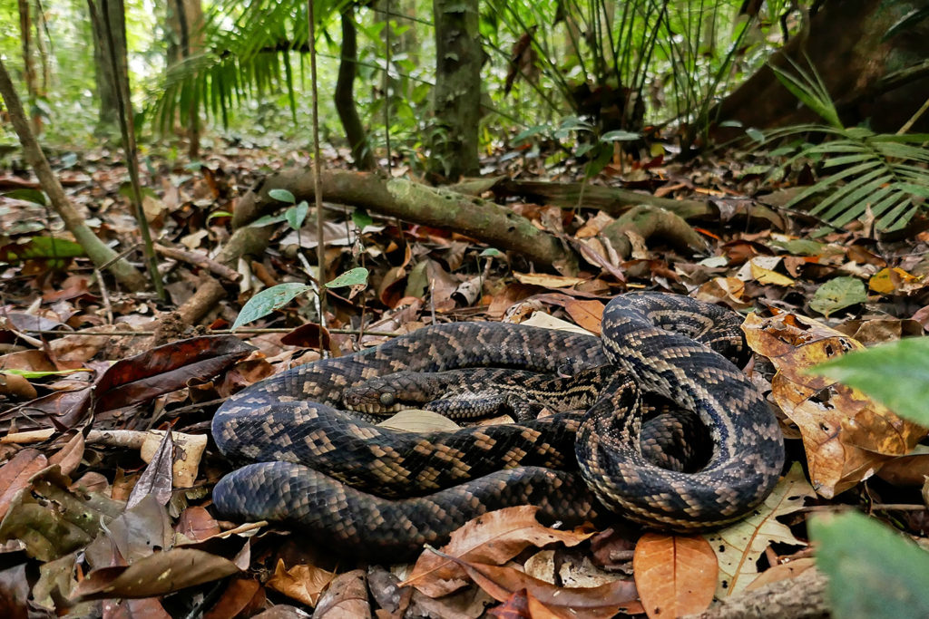 Amethystine python (Australia)