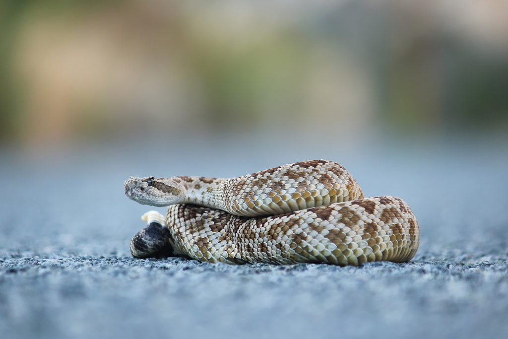 Western diamondback rattlesnake (US)