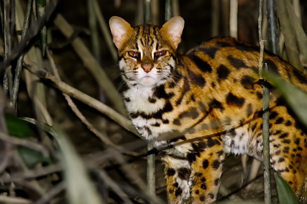 Leopard cat (Myanmar)