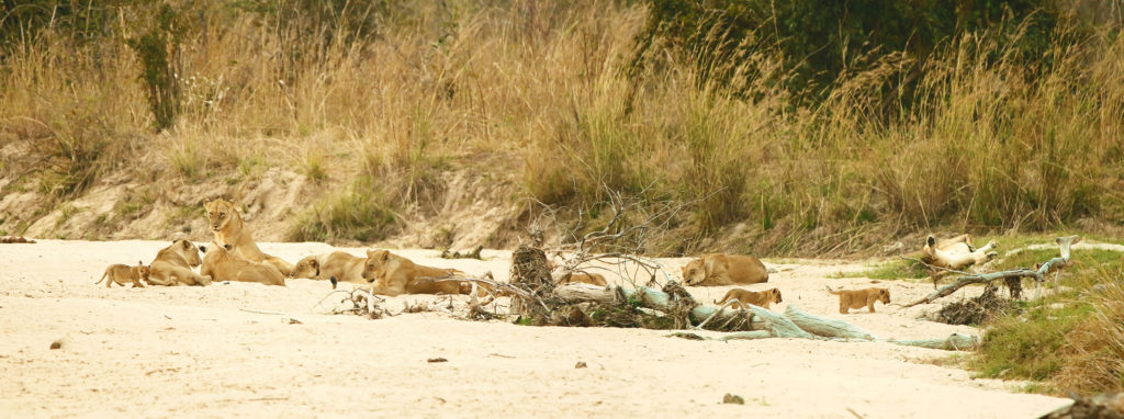Lions (Zambia)