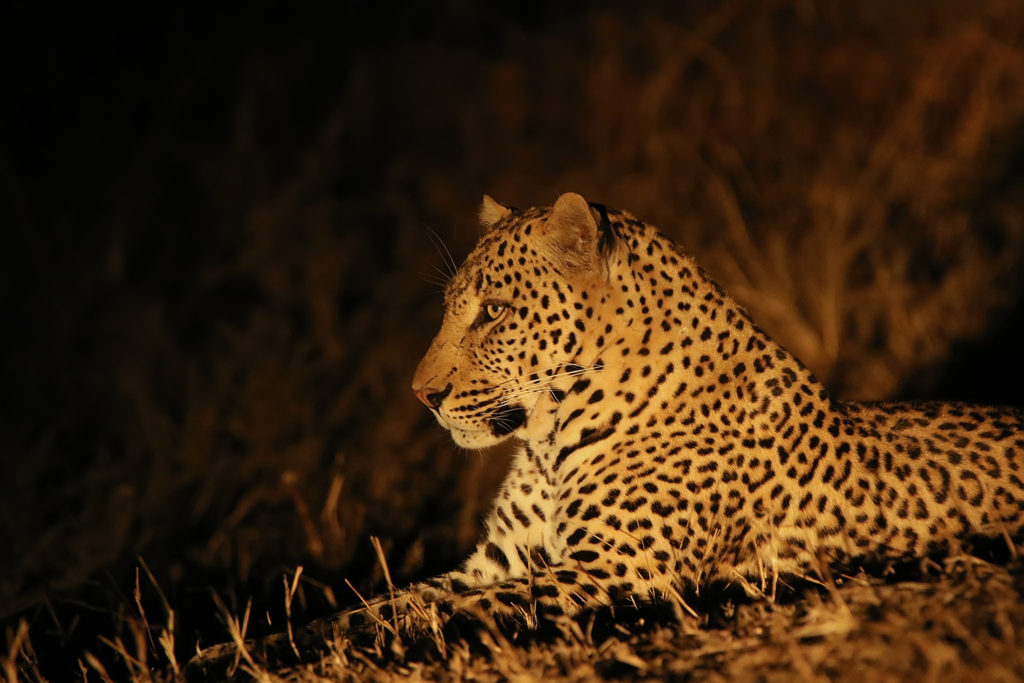 Leopard (Zambia)