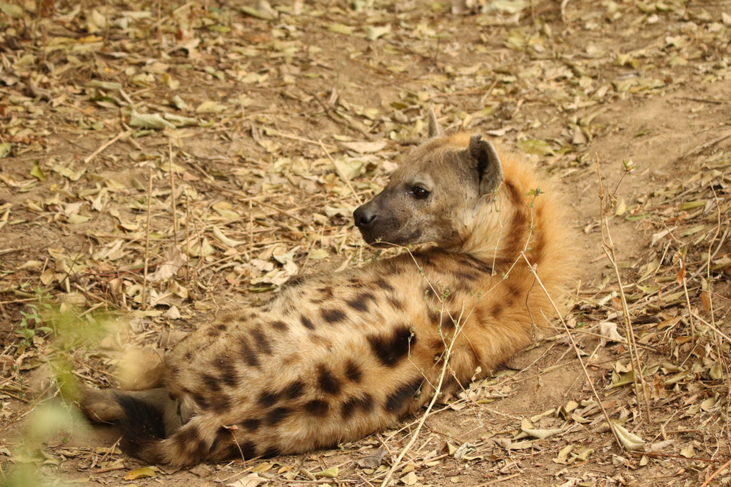 Brown hyena (Zambia)