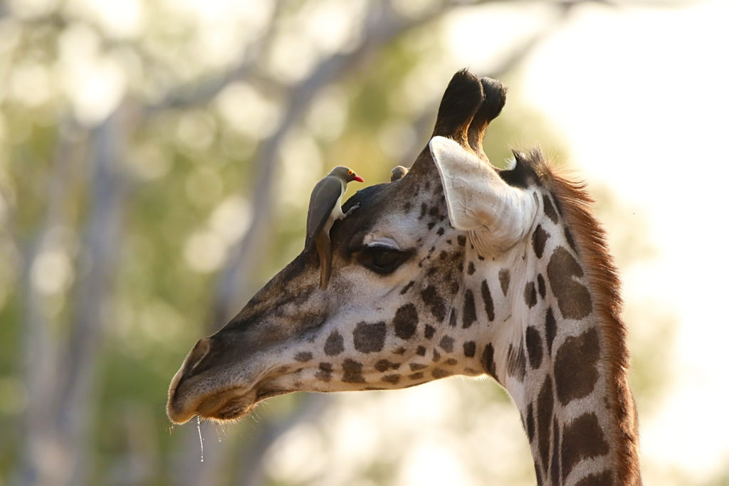 Giraffe (Zambia)