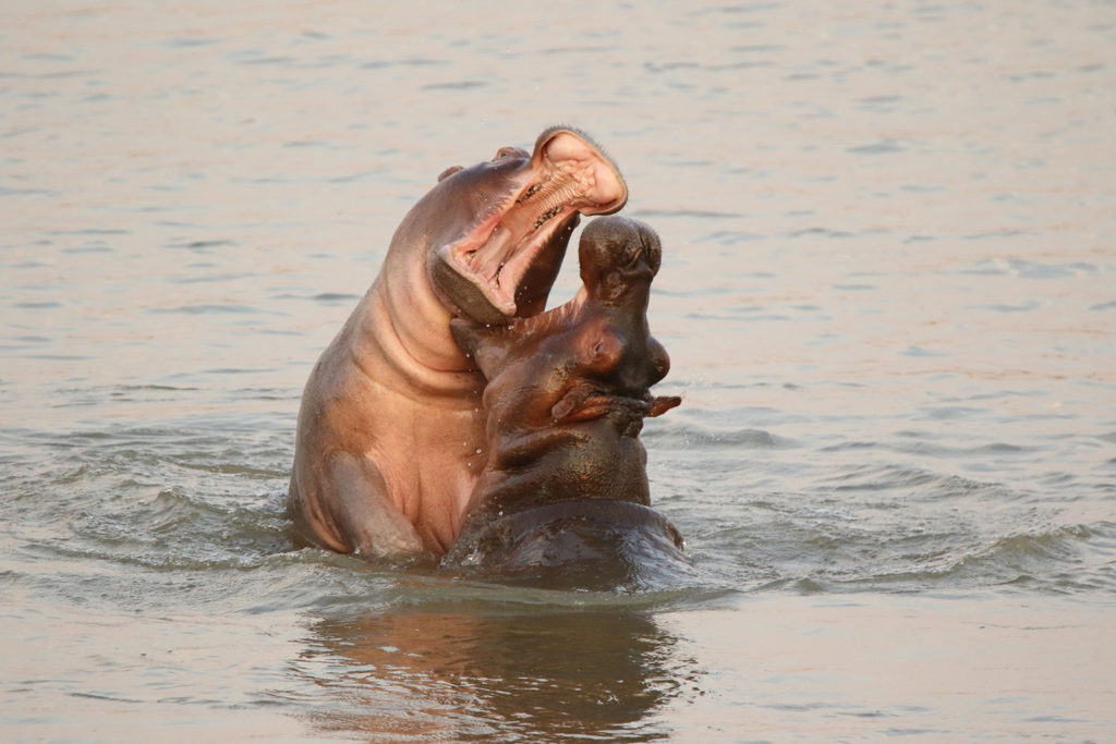 Hippo (Zambia)