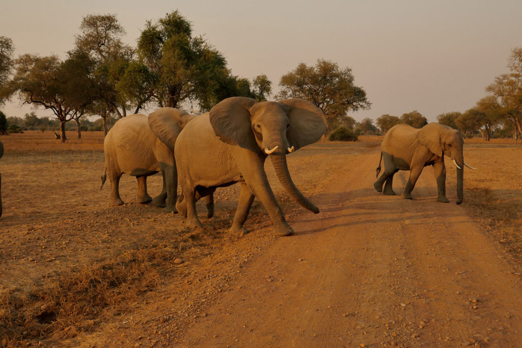 Elephant (Zambia)